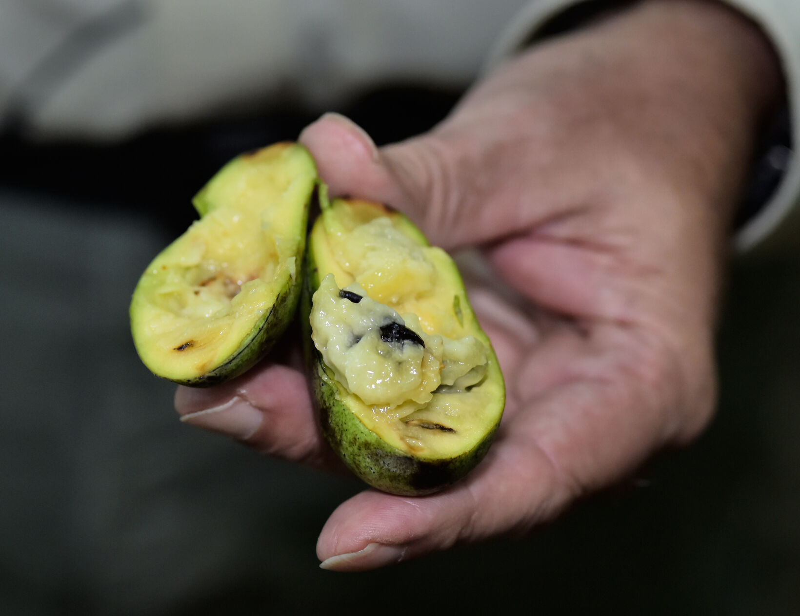 Paw Paw Trees 4.jpg
